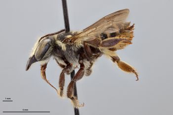 Media type: image;   Entomology 790837 Aspect: habitus lateral view